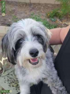 Aussiedoodle Medium Grey Listing Image