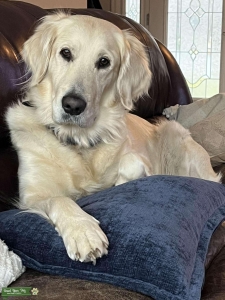 Female Cream Golden Retriever looking for cream/light golden stud  Listing Image