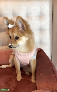 Pomeranian Girl (tan and white) Listing Image