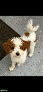 AKC mini poodle  Listing Image