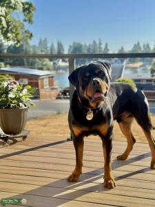 Incredible AKC Rottweiler Stud: 4 Generations of Excellence at Your Service! Listing Image