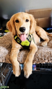 Miniature Golden Retrieve  Listing Image