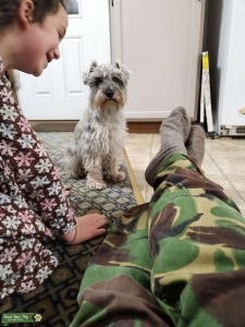 Mini Schnauzer Bitch Listing Image