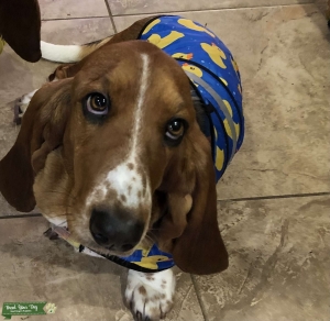 Champion pedigreed Euro female AKC female basset seeks similar male Listing Image