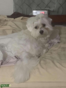 Beautiful Maltese coming into Heat Fast. Looking for Handsome charming gentleman. Listing Image