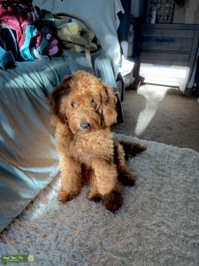 Red Mini Goldendoodle Listing Image