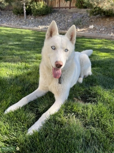 White Siberian Husky/Wolf Listing Image