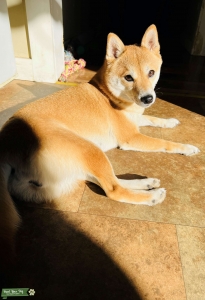 Miss.Cookie needs a boyfriend Listing Image