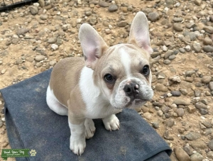 French Bulldog Fluffy carrier Listing Image