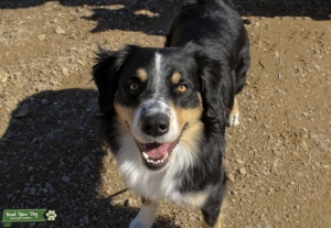 Australian shepherd stud  Listing Image