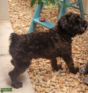 Mini-Schnauzer Stud  Listing Image