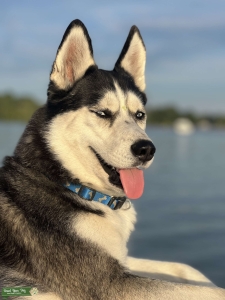 Handsome AKC Pedigree Husky Stud Listing Image