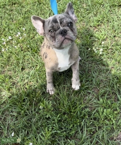 Blue Merle AKC French Bulldog Stud Listing Image
