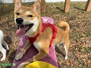 Looking for a lady friend  Listing Image