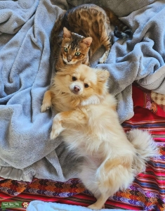 Cream Pomeranian Listing Image