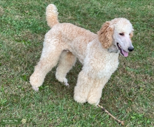 AKC Registered Cream 44lb Standard Poodle - Merle, Parti, Phantom genes Listing Image