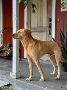 Yellow Labrador Retriever Listing Image