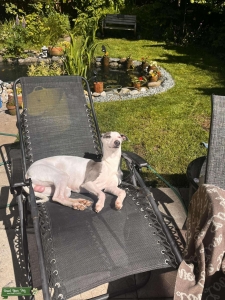 Whippet male Listing Image
