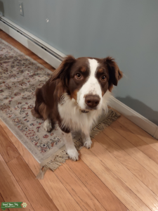 Ginger needs a boyfriend Listing Image