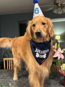 Golden Retriever Stud - Knoxville, TN Listing Image