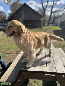 Proven Golden Retriever Stud Listing Image
