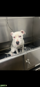 White pitbull  Listing Image