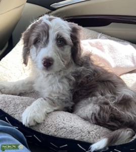 Merle Aussie Poo Listing Image