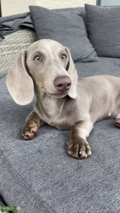 Handsome solid isabella (silver grey) stud Listing Image