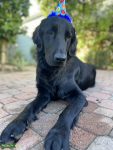 Flat Coated Retriever AKC Listing Image
