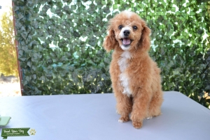 Toy Poodle Stud - Proven Listing Image