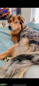 Red Merle AKC STUD Listing Image