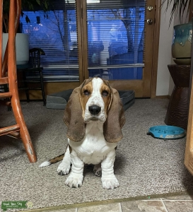 Purebred Registered Male  Listing Image