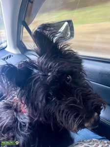 Scottish Terrier Female  Listing Image