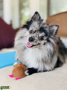 Looking for a stud to have puppies with.  Listing Image