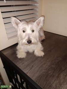 West Highland White Terrier Listing Image