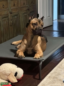 Cane Corso Stud Listing Image