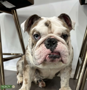 Chocolate Merle, Blue Eye carrier, English Bulldog Listing Image