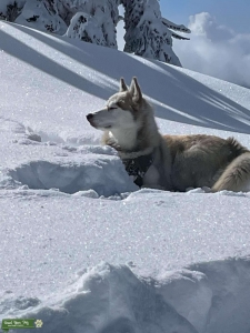 Husky/Alaskan Malamute Listing Image