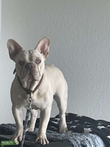 AKC Certified Large French Bulldog - Light Cream, Lavender nose, Ice Blue eyes- Male Stud Available Listing Image