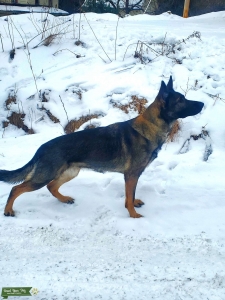 AKC Working Line German Shepherd Female Listing Image