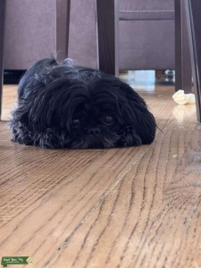 Cute Black Shih Tzu Listing Image