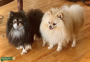 Pomeranian Males Standing at Stud Listing Image