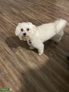 Young Maltese Male Listing Image