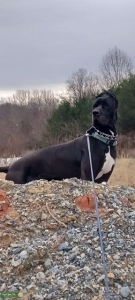 Mantle Great Dane Listing Image