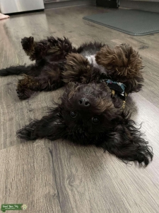 Black Mini Doxiepoo Listing Image