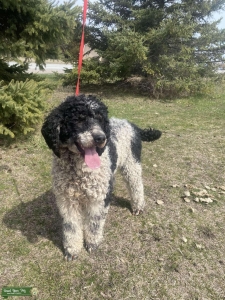 AKC Poodle Listing Image