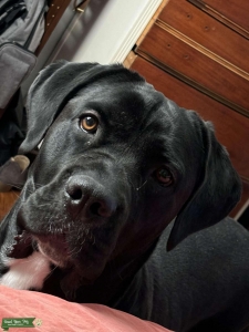 Cane Corso  Listing Image