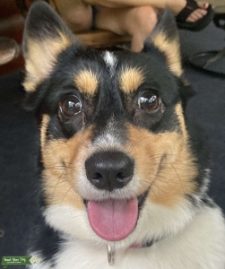 Black brown and white Pembroke Corgi.  Listing Image