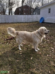 English Cream Golden Retriever Listing Image