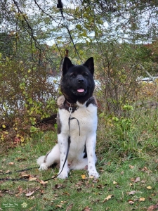 American Akita Male Listing Image